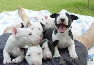 Photo №1. bull terrier - for sale in the city of Aizlingen | 361$ | Announcement № 171417