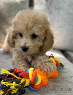 Photo №1. poodle (toy) - for sale in the city of Doha | 423$ | Announcement № 56818