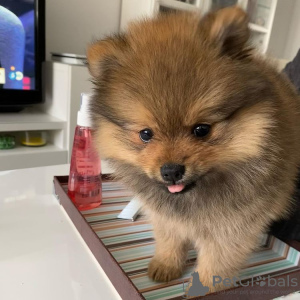 Photo №2 to announcement № 95238 for the sale of pomeranian - buy in Germany breeder