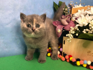 Photo №1. british shorthair - for sale in the city of Samara | 322$ | Announcement № 6073