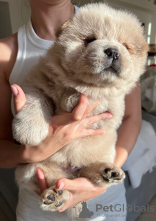 Photo №2 to announcement № 51510 for the sale of chow chow - buy in United Arab Emirates private announcement