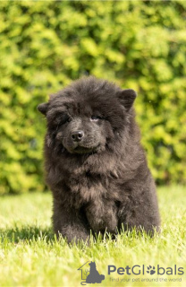 Additional photos: Chow Chow puppies are set for new homes now