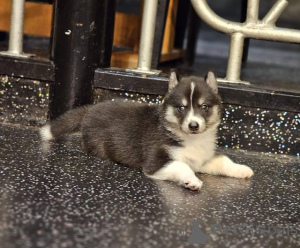 Photo №1. siberian husky - for sale in the city of Zonhoven | Is free | Announcement № 154075