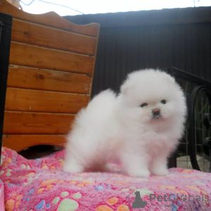 Additional photos: pomeranian