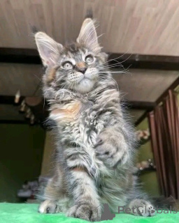 Photo №2 to announcement № 171577 for the sale of maine coon - buy in Germany private announcement