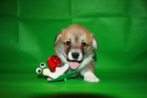 Photo №4. I will sell welsh corgi in the city of Ukhta. from nursery - price - 609$