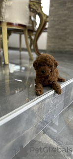 Photo №1. poodle (dwarf) - for sale in the city of Belgrade | negotiated | Announcement № 114826