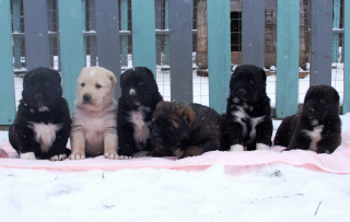 Additional photos: Large puppies of the Central Asian Shepherd