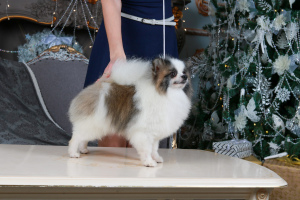 Photo №1. german spitz, pomeranian - for sale in the city of Chelyabinsk | Negotiated | Announcement № 4508