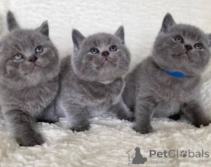 Photo №1. british shorthair - for sale in the city of Paris | Is free | Announcement № 109316