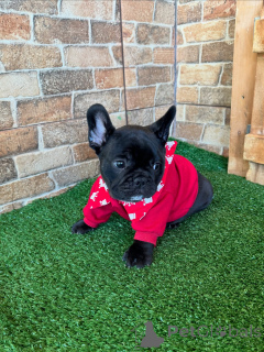 Photo №2 to announcement № 154927 for the sale of french bulldog - buy in Germany breeder