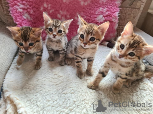 Photo №1. savannah cat - for sale in the city of Jena | negotiated | Announcement № 32037