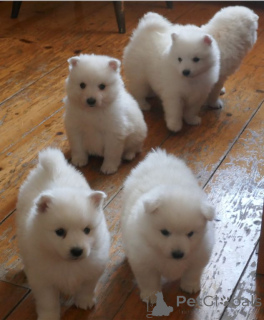 Photo №4. I will sell japanese spitz in the city of Etterbek. private announcement - price - 516$