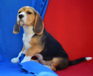 Additional photos: Beagle puppies are offered to your attention. Date of birth is February 11th.