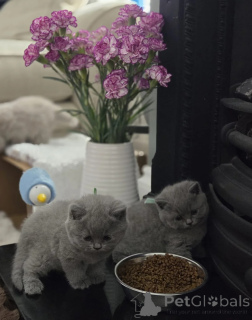 Photo №1. british shorthair - for sale in the city of Bremen | 413$ | Announcement № 174463