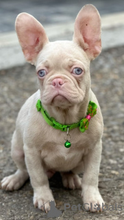 Photo №2 to announcement № 120955 for the sale of french bulldog - buy in Serbia breeder