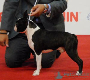 Additional photos: Boston terriers