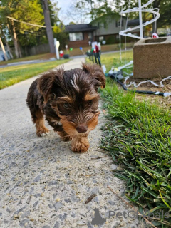 Photo №3. Teacup Yorkie puppies for sell. Aland Islands
