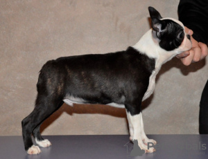 Photo №4. I will sell boston terrier in the city of Москва. from nursery - price - negotiated
