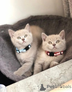 Photo №1. british shorthair - for sale in the city of Helsinki | 413$ | Announcement № 169077