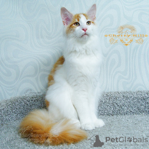 Photo №2 to announcement № 7708 for the sale of maine coon - buy in Russian Federation from nursery, breeder
