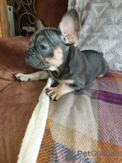 Photo №4. I will sell french bulldog in the city of Jülich. private announcement, from nursery - price - 423$