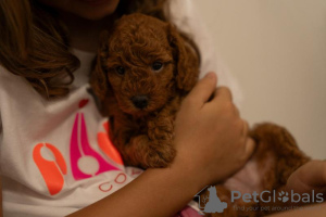 Additional photos: RED dwarf poodle puppies for sale