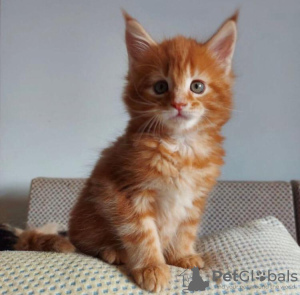 Photo №3. Cute Maine Coon Kittens For Sale. United States