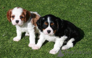 Photo №1. cavalier king charles spaniel - for sale in the city of Nicosia | 300$ | Announcement № 155728