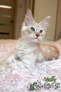 Photo №2 to announcement № 10590 for the sale of maine coon - buy in Russian Federation private announcement, from nursery, breeder