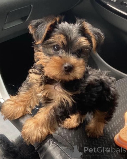 Photo №2 to announcement № 157024 for the sale of yorkshire terrier - buy in Germany from the shelter, breeder