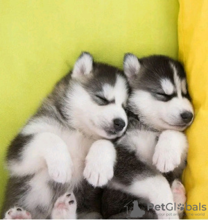 Photo №2 to announcement № 125672 for the sale of siberian husky - buy in Finland private announcement, from nursery, from the shelter, breeder