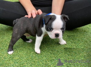 Additional photos: Adorable Boston Terrier Puppies for free adoption