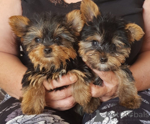 Photo №2 to announcement № 165192 for the sale of yorkshire terrier - buy in Belgium private announcement, breeder