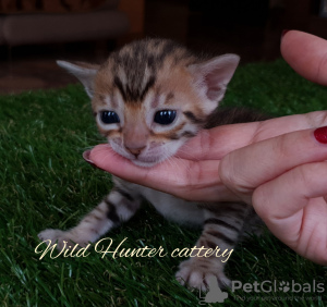 Photo №2 to announcement № 9524 for the sale of bengal cat - buy in Russian Federation from nursery