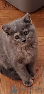 Photo №1. british shorthair - for sale in the city of New York | 1300$ | Announcement № 18255