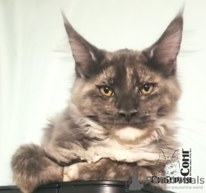 Photo №1. maine coon - for sale in the city of Kemerovo | 342$ | Announcement № 8365