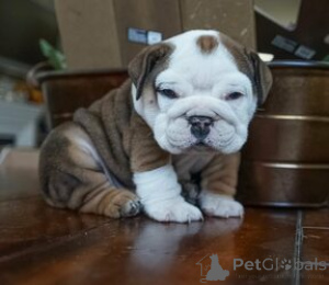Photo №1. french bulldog - for sale in the city of Brussels | 300$ | Announcement № 165736
