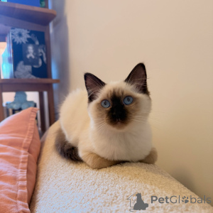 Photo №1. ragdoll - for sale in the city of Gardelegen | negotiated | Announcement № 175097