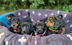 Photo №1. dachshund - for sale in the city of Unterhaching | Is free | Announcement № 130226