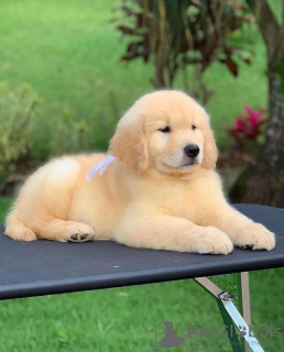 Photo №2 to announcement № 111566 for the sale of golden retriever - buy in Czech Republic private announcement