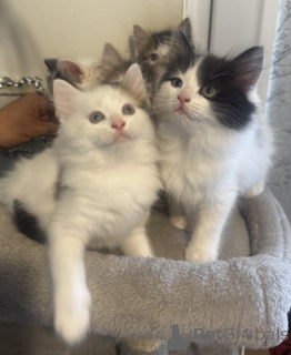 Photo №1. ragdoll - for sale in the city of Aarbergen | 361$ | Announcement № 164552