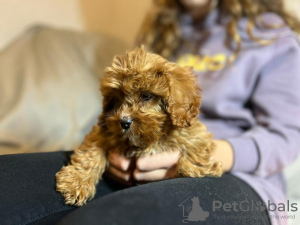 Additional photos: Cavapoo puppies