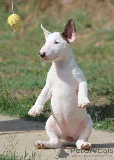 Photo №2 to announcement № 122367 for the sale of bull terrier - buy in Serbia breeder