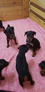 Photo №1. miniature pinscher - for sale in the city of Minsk | 166$ | Announcement № 3524