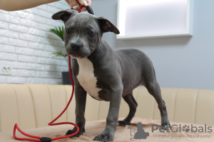 Photo №1. american staffordshire terrier - for sale in the city of Kishinev | 634$ | Announcement № 43376