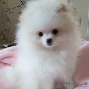 Photo №2 to announcement № 122726 for the sale of pomeranian - buy in Germany private announcement