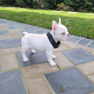 Photo №2 to announcement № 32400 for the sale of french bulldog - buy in Germany private announcement