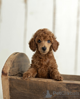 Photo №1. poodle (dwarf) - for sale in the city of Koszalin | negotiated | Announcement № 61369