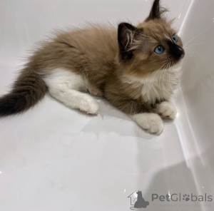 Photo №3. Purebred Ragdoll Kittens for Sale Males & Females Available with Loving. Netherlands
